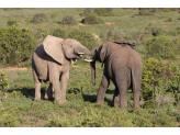 Addo Elephant Park