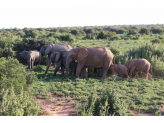 Addo Elephant Park