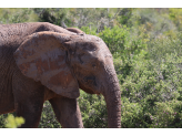 Addo Elephant Park