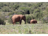 Addo Elephant Park