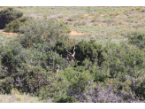 Addo Elephant Park