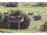 Addo Elephant Park