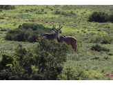 Addo Elephant Park