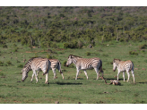 Addo Elephant Park