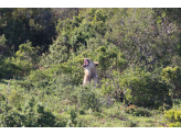 Addo Elephant Park