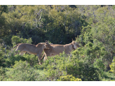 Addo Elephant Park