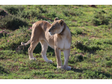 Addo Elephant Park