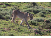 Addo Elephant Park