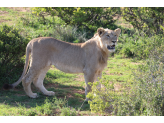 Addo Elephant Park