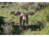 Addo Elephant Park