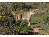 Addo Elephant Park