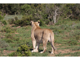 Addo Elephant Park