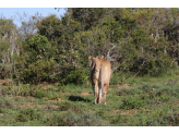 Addo Elephant Park