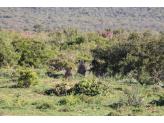 Addo Elephant Park