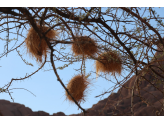 Northern Namibia