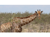 Northern Namibia