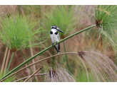 Botswana