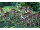 Botswana