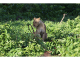 Botswana