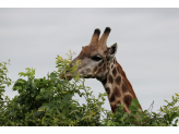 Botswana