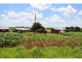 Zambia