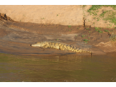 Zambia