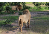 Zambia