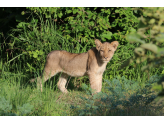 Zambia