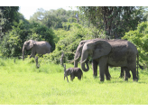 Zambia