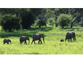 Zambia