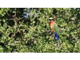 Zambia