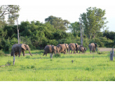 Zambia