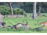 Zambia