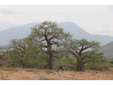 Tanzania