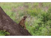 Tanzania