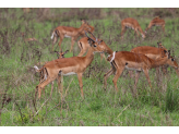 Tanzania