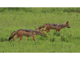 Tanzania