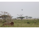 Serengeti