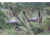 Serengeti