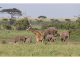 Serengeti