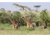 Serengeti