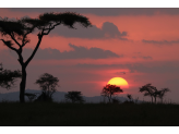 Serengeti