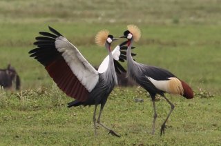 Tarangire & Ngorogoro