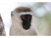 Tarangire & Ngorogoro