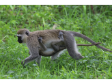 Tarangire & Ngorogoro