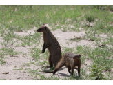 Tarangire & Ngorogoro