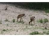 Tarangire & Ngorogoro