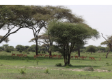 Tarangire & Ngorogoro