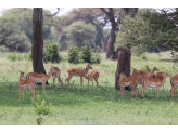 Tarangire & Ngorogoro