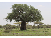 Tarangire & Ngorogoro